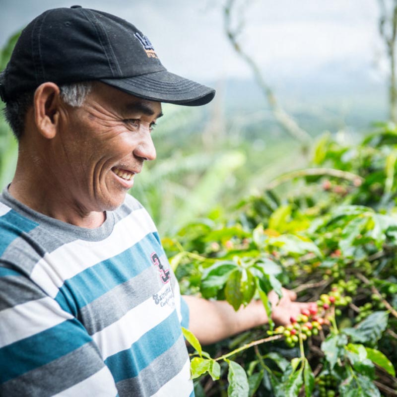 king carlos coffee direct to farmer