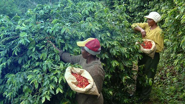 Arabica vs robusta: what's actually the difference?