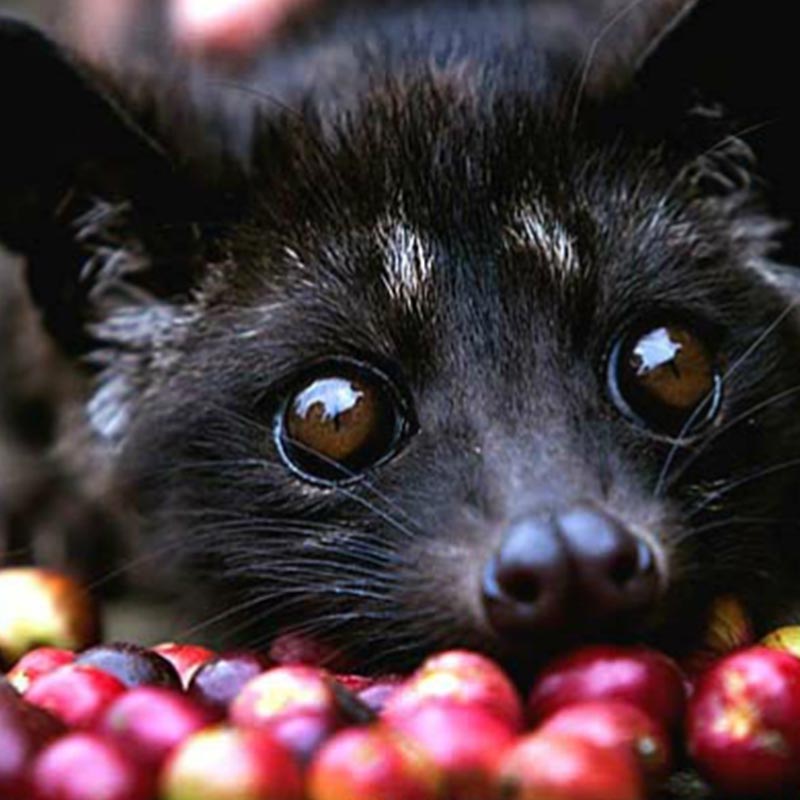 The Word's Most Expensive Coffee