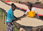 ETHIOPIA YIRGACHEFFE ORGANIC