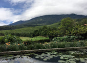 GUATEMALA LAS AMAPOLAS
