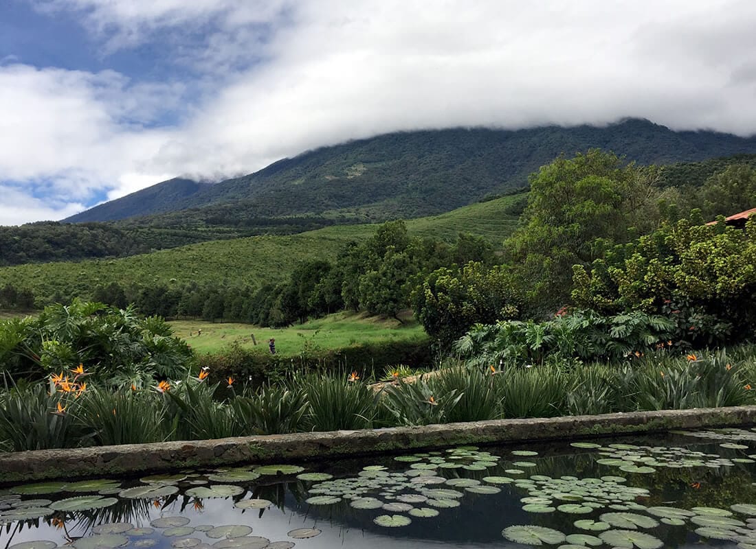 GUATEMALA LAS AMAPOLAS