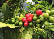 COLOMBIA WASHED MANIZALES