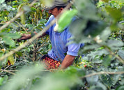 COLOMBIA WASHED MANIZALES