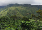 COLOMBIA WASHED MANIZALES