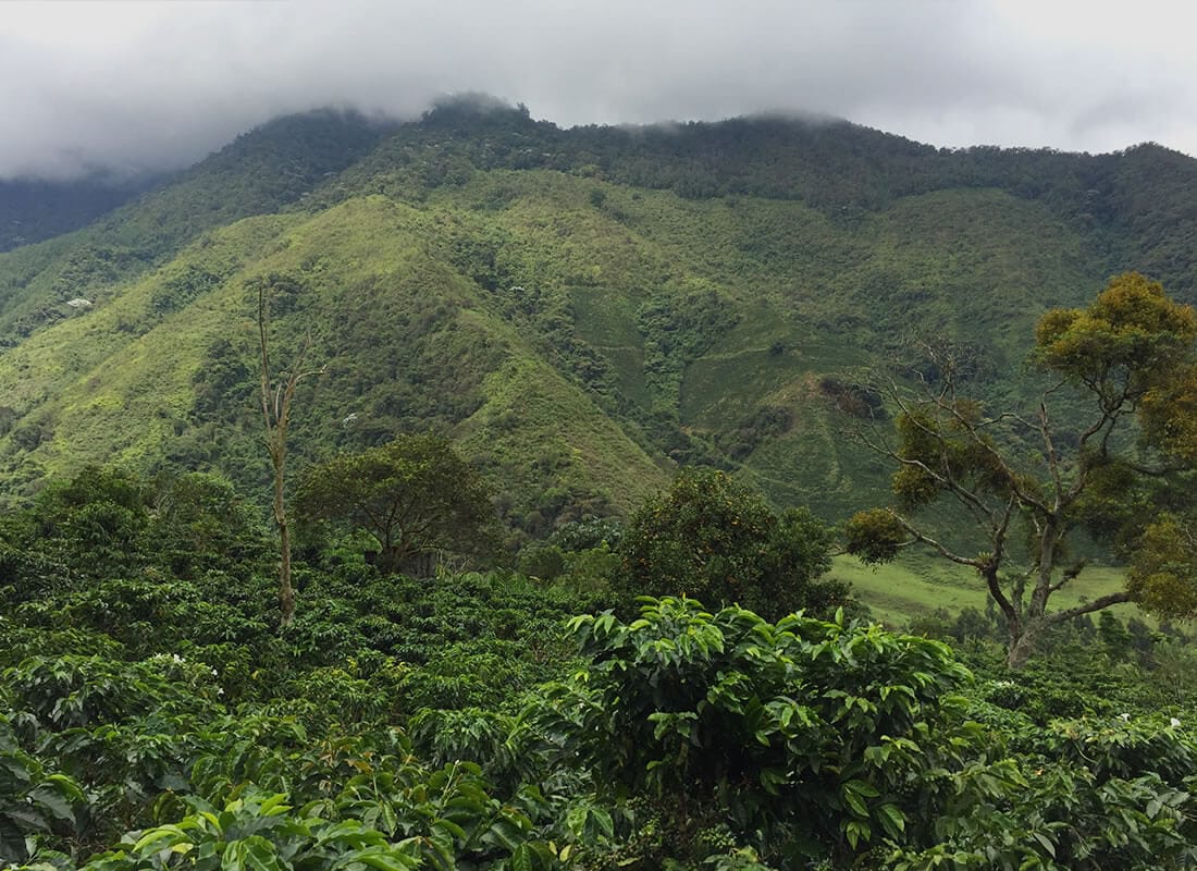 COLOMBIA WASHED MANIZALES