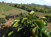 COLOMBIA WASHED MANIZALES