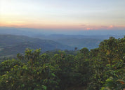 COLOMBIA WASHED MANIZALES