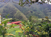 COLOMBIA WASHED MANIZALES