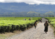 PAPUA NEW GUINEA SIGRI PLANTATION