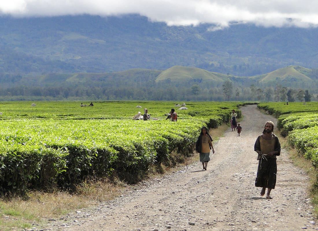 PAPUA NEW GUINEA SIGRI PLANTATION