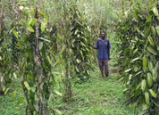 PAPUA NEW GUINEA SIGRI PLANTATION