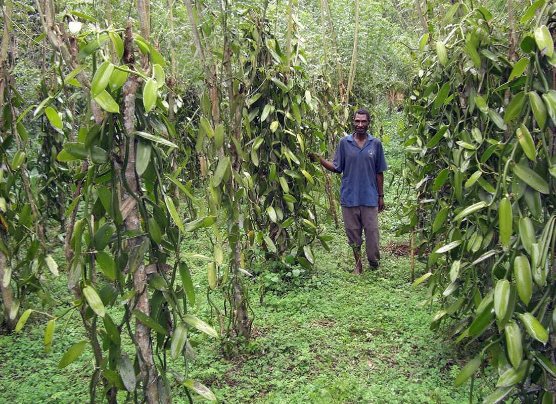 PAPUA NEW GUINEA SIGRI PLANTATION