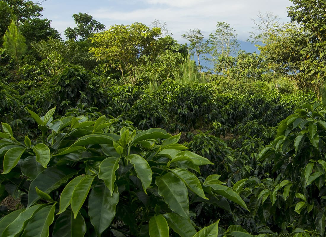 PERU WASHED CAJAMARACA