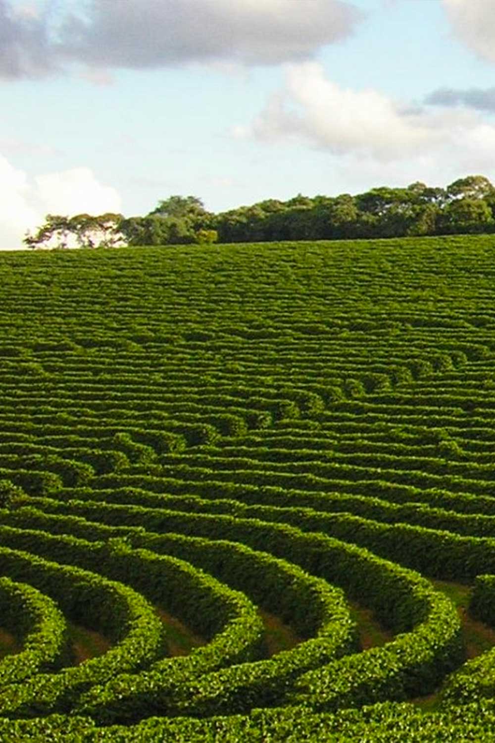 Specialty Brazilian coffee – caramel and chocolate notes