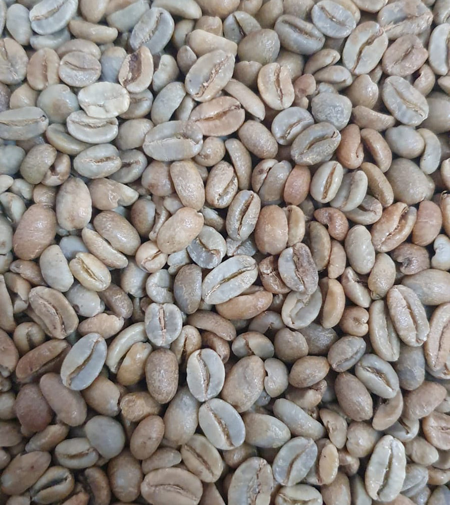 colombia geisha green beans