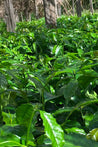 buy coffee beans Papua New Guinea PNG single origin coffee