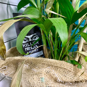 buy coffee beans killer ninja blend