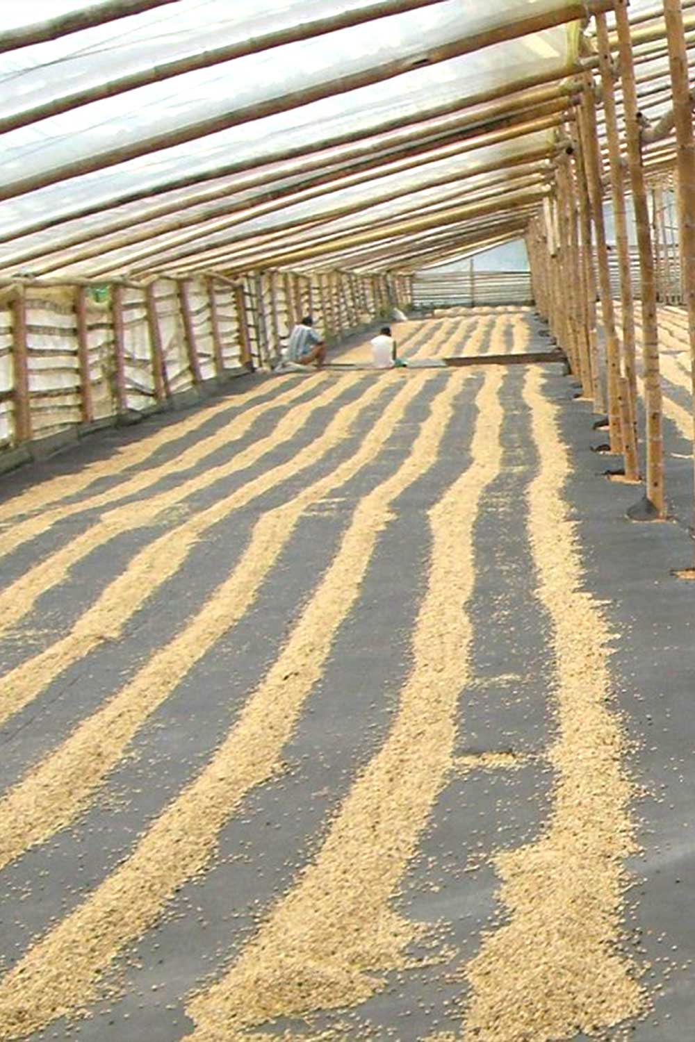 buy coffee beans Colombia single origin coffee