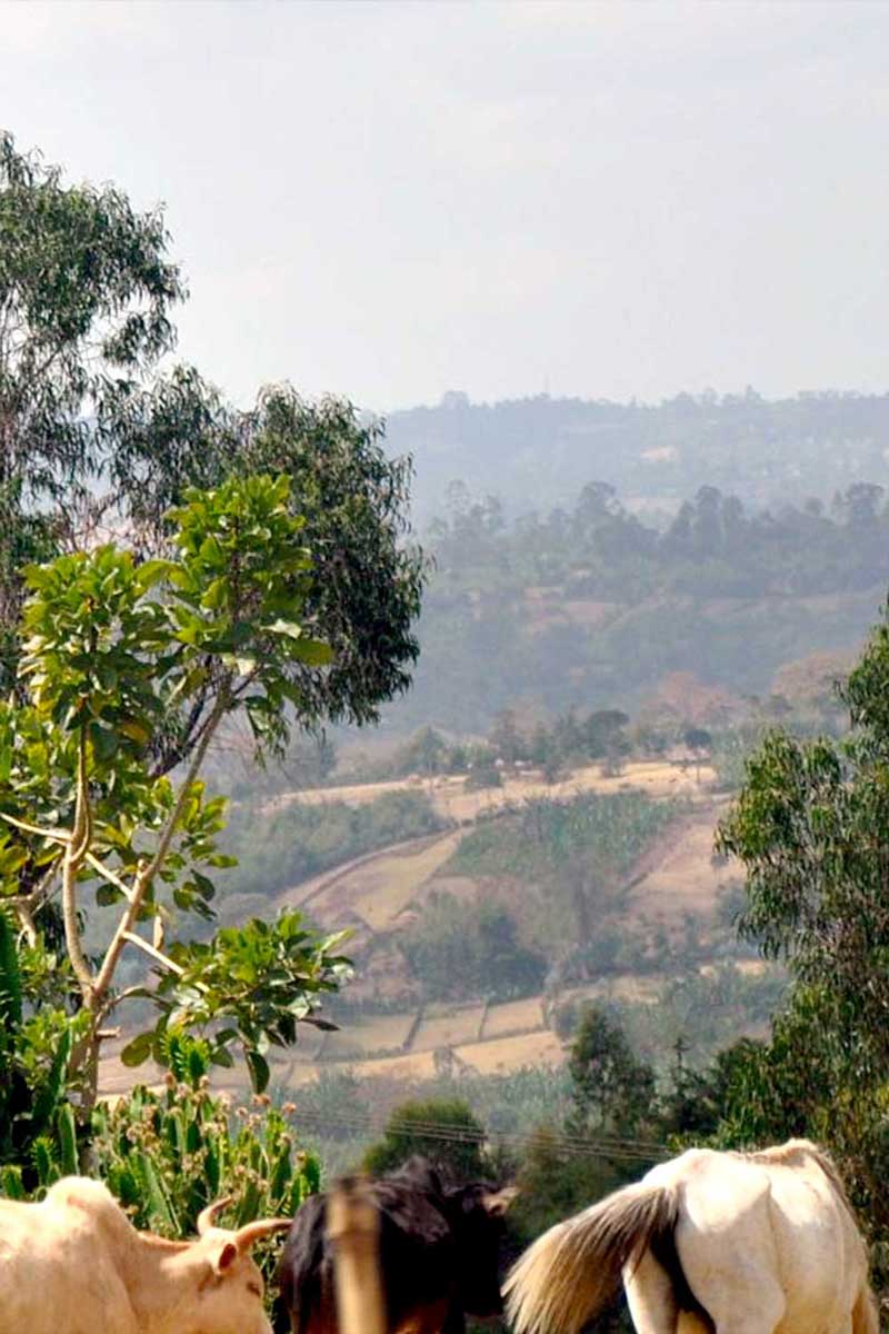 buy ethiopian coffee online