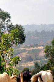 buy ethiopian coffee online