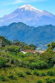 King Carlos Coffee MEXICO, SINGLE ORIGIN COFFEE Mexico Single Origin Coffee | Highland | King Carlos Coffee