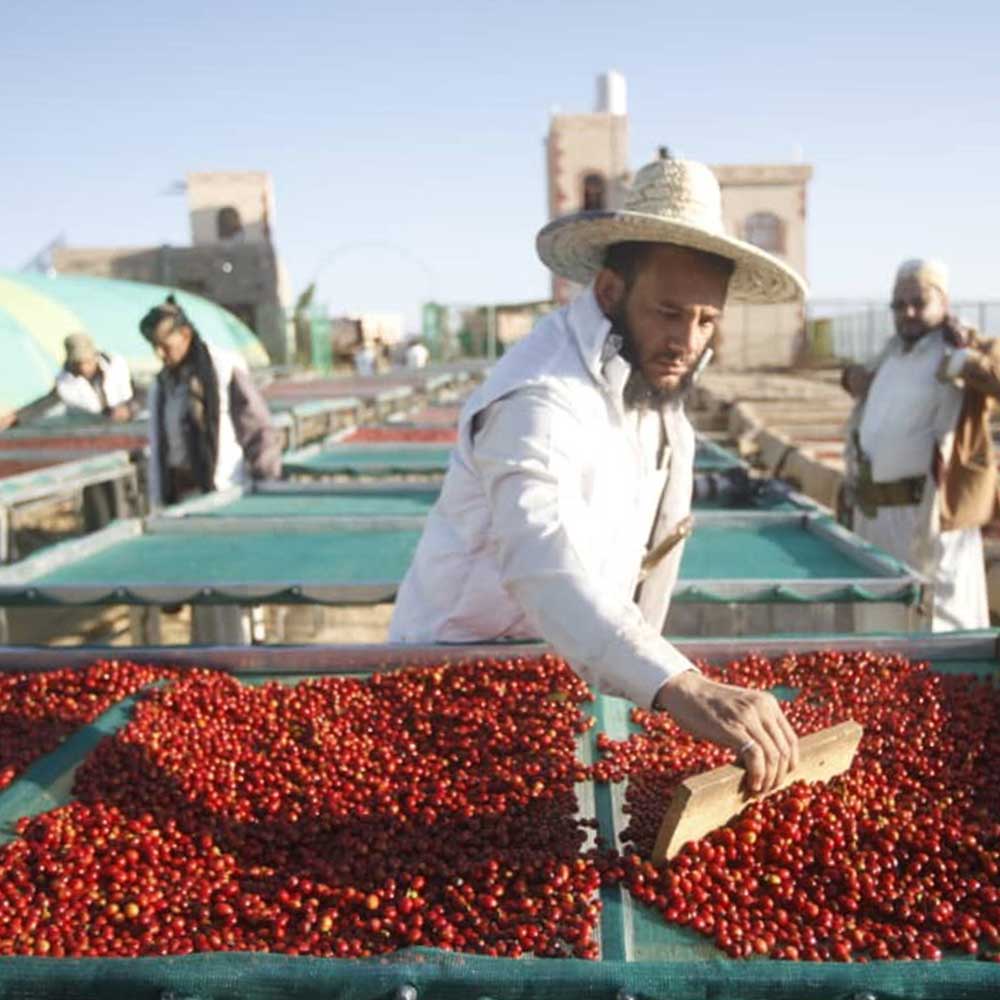 purchase yemen coffee online king carlos coffee