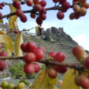 purchase yemen coffee online king carlos coffee